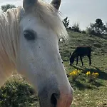 Masia Casa Rullo * Allepuz